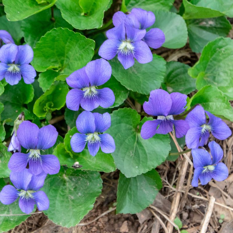 Common Blue Violet is low, clump-forming  with smooth, green heart-shaped leaves and flowers arising from leafless stalks that are deep purple or blue with five petals, two of which are bearded.