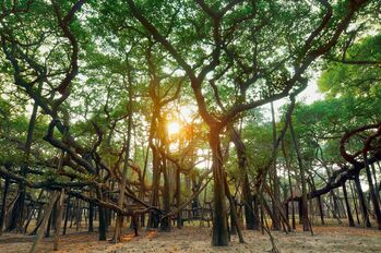 A picture of the Great Banyan tree appears to be a forest of trees, but is in fact one tree whose roots continue to propagate new trunks.