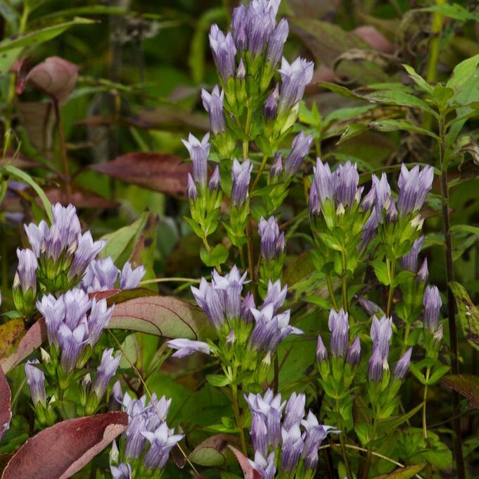 Stiff Gentian has unbranched, slightly winged, green stems with pairs of opposite, ovate leaves, and clusters of 3-7 long, tubular, purple corollas with apexes of five triangular lobes.