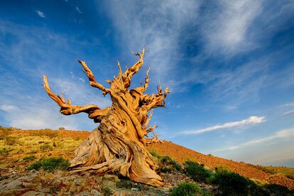A picture of the Methuselah. It is a tree with a thick back, a trunk that appears to coil like rope, and no foliage.