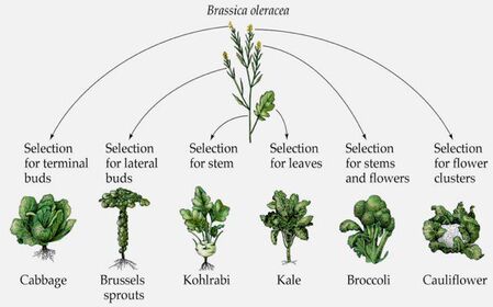 An illustration of Brassica oleracea and six different vegetables that have been derived from it (cabbage, brussels sprouts, kohlrabi, broccoli, and cauliflower).