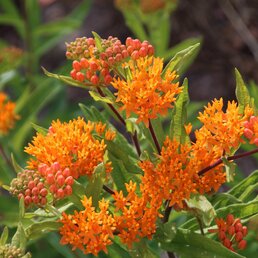 Butterfly Milkweed has hairy stems and alternate, simple leaves topped with rounded to flat inflorescences of orange flowers.