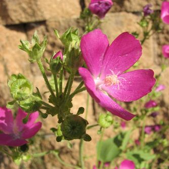 Clustered Poppy Mallow has hairy stems, unlobed lower leaves and lobed upper leaves that are ovate and serrated, and panicle clusters of purple flowers with five petals, pale pink stamens and white styles.