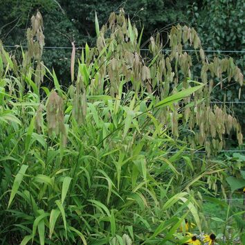 River Oats is a clump-forming grass with upright stems with drooping, flat flower spikes, and bamboo-like green leaves that turn from brown in autumn.