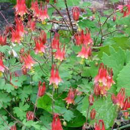Columbine grows in clumps with green foliage and spider-like blooms of drooping red and yellow flowers that resemble jester’s caps.