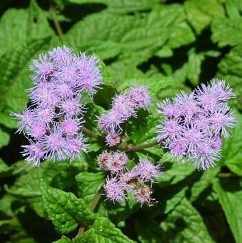 Mistflower has opposite leaves that are ovate, hairy, toothed edged with inflorescences of powder blue flowers clustered at the top.