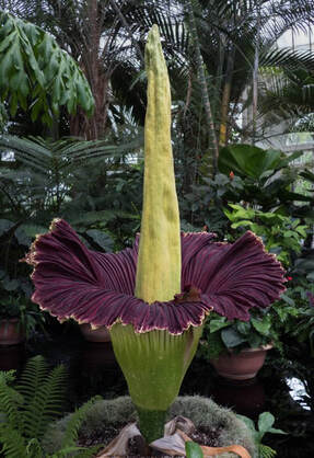 A picture of a corpse flower with a yellow, straight inflorescence reaching almost 3 meters. The inflorescence is wrapped in a spathe that resembles a large petal and is deep purple on the inside and a light green on the outside.