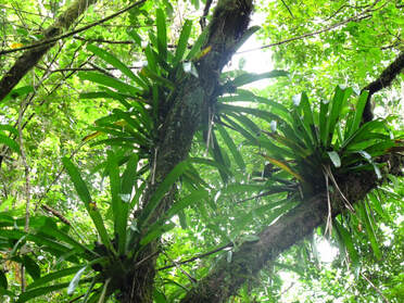 A picture of tropical epiphytes who reside in the canopy of trees. While these have long, green foliage; epiphytes can present with a variety of colors and shapes.