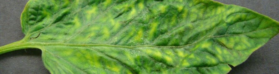 A picture of a tobacco leaf infected with 