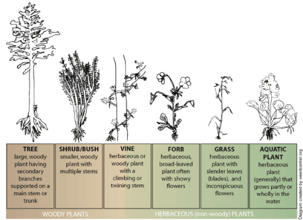 A figure showing the different growth forms of herbaceous and woody plants: a Tree is a large, woody plant having secondary branches supported on a main stem or trunk; a shrub or bush is a smaller, woody plant with multiple stems; a vine is a herbaceous or woody plant with a climbing or twining stem; a forb is a herbaceous broad-leaved plant often with showy flowers; a grass is a herbaceous plant with slender leaves (blades), and inconspicuous flowers; an aquatic plant herbaceous plant (generally) that grows partly or wholly in the water.