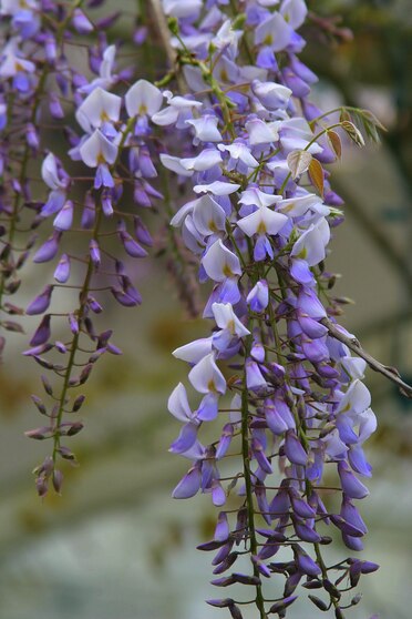 Wisteria is a climbing vine with drooping and conical panicles of powdery purple or blue flowers. Known to give off a sweet fragrance.