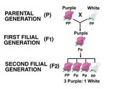 A conceptual figure depicting one of the results of Mendel's hybridizing experiments that helped to explain inheritance. When a white and purple flower were crossed, they produced purple flowers. However, when these purple flowers were crossed together, they produced not only purple flowers, but also white ones.