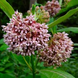 Common Milkweed has hairy stems and opposite, ovate leaves topped with rounded inflorescences of green to purple-tinged flowers.