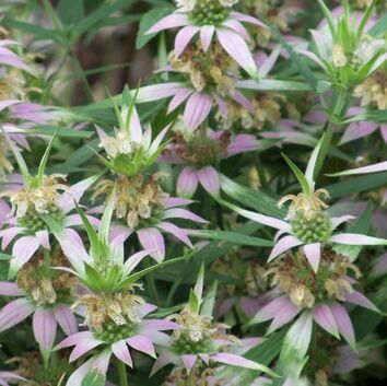 Spotted Bee Balm has a squared-shaped, brown central stem with lanceolate, serrated leaves below two or more whorls of cream-colored corolla with purple spots and a tubular calyx with five triangular teeth.