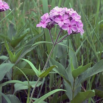 Prairie Phlox has dark green stems covered in white hairs, sparsely distributed opposite, narrowly ovate leaves, and terminal panicles of pink corollas made of five petals.