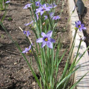 Common Blue-Eyed Grass is clump-forming with tufts of narrow grass-like leaves, branching stems, and clusters of flowers with six pointed tepals.
