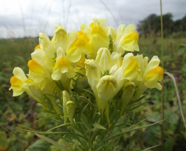 A picture of toadflax with yellow, two-lipped flowers that resemble snapdragons.