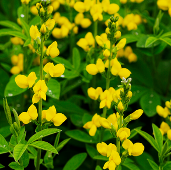 Small Yellow Wild Indigo has densely branched green stems with small terminal racemes of yellow flowers and green, trifoliate foliage with three leaflets in each leaf.