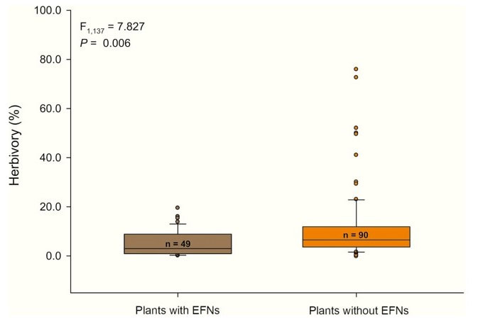 Alt text: A figure with boxplots to compare the herbivory levels (percentage of leaf area loss) in tropical plants with extrafloral nectaries (EFNs) and without EFNs. Plants without EFNs experience higher levels of herbivory than plants with EFNs (p-value = 0.006).Picture