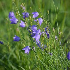Harebell has brown-tinted stems that lead up to solitary or small clusters of blue, drooping, bell-shaped flowers.