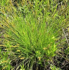 Brown Fox Sedge is a clumping, fountain-shaped sedge with narrow leaves, inflorescences of short, lateral spikelets, and seedheads that resemble fox tails.