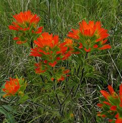 Indian Paintbrush has alternate, narrow leaves with entire margins and clusters of red or green, tube-like flowers hidden between bright red, dense flower-like bracts.