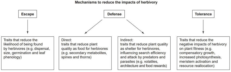 A figure to define the three mechanisms to reduce the impacts of herbivory. Escape are traits that decrease the probability of the plant being located by herbivores. Defense has two types: direct traits decrease plant quality as food while indirect traits decrease the adaptive quality of plants for shelter (attracting predators and parasites). Tolerance are traits that are triggered in response to herbivory to decrease the negative impacts on plant fitness.